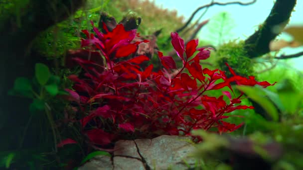 Ludwigia Super Rojo Ondeando Paisaje Acuático Tropical Acuario Plantado Con — Vídeo de stock