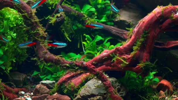 热带水景中的霓虹鱼群 种植的水族馆 有很大的分枝根和佛罗多石 4K镜头 — 图库视频影像