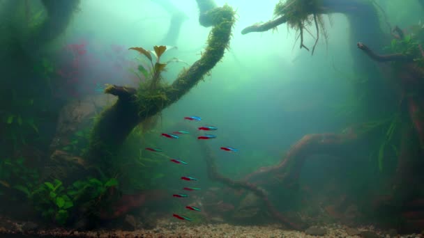 霧の多い水の中でネオンテトラ魚の学校 大きな枝分かれした根とフロド石を持つ水族館を植えました 熱帯霧の水景 曇った水族館 4K映像 — ストック動画