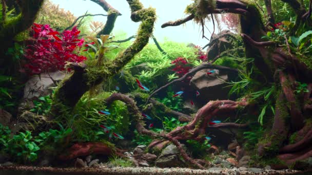 热带水景中的霓虹灯鱼群和河豚群 种植的水族馆 有很大的分枝根和佛罗多石 4K镜头 — 图库视频影像