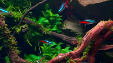 Tropikal su burnundaki neon tetra balığı sürüsü. Büyük dallı köklü ve Frodo taşlı bir akvaryum. 4k görüntü