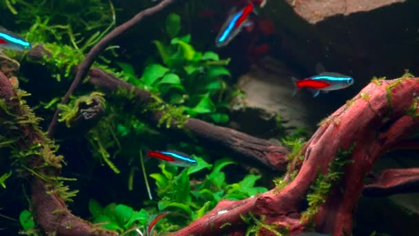 Tropikal Burnundaki Neon Tetra Balığı Sürüsü Büyük Dallı Köklü Frodo — Stok video