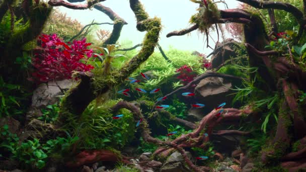 热带水景中的霓虹鱼群 种植的水族馆 有很大的分枝根和佛罗多石 4K镜头 — 图库视频影像