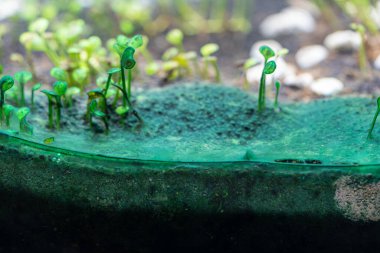 Blue-green algae in the home planted aquarium. A close-up shot of carpet plants covered by cyanobacteria slime in the freshwater aquarium. clipart