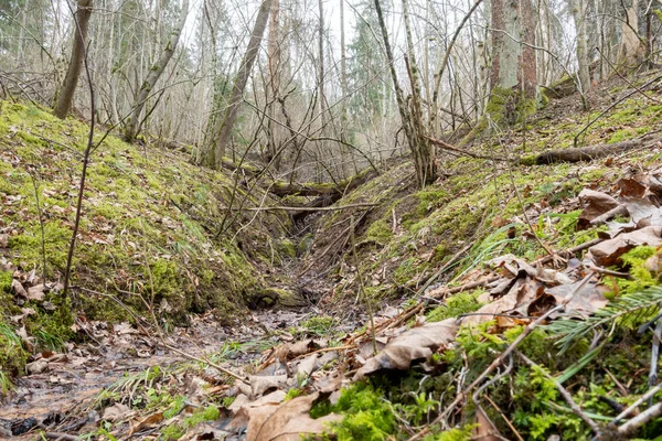 Bahar Ormanında Kurumuş Bir Nehir Yatağı Devrilmiş Ağaçlar Yapraklarla — Stok fotoğraf
