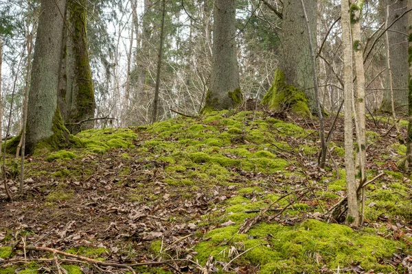 Orman Geçmişi Bahar Ormanı Doğası Yakın Çekim Görüntüsü — Stok fotoğraf