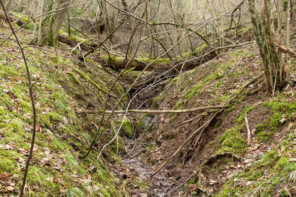 Ein Ausgetrocknetes Flussbett Frühlingswald Mit Umgestürzten Bäumen Und Blättern — Stockfoto