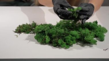 Siyah lateks eldivenli, yosun temizleyen kadın elleri. Düzenli dekoratif ren geyiği yosunlarıyla çalışma süreci. Modern eko tarzı iç mekan kavramı.