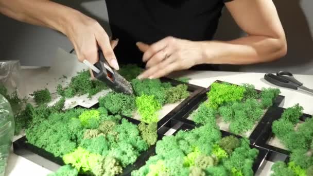 Close Woman Hands Gluing Moss Proses Bekerja Dengan Lumut Rusa — Stok Video