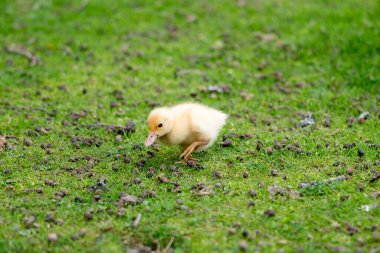 Yeni doğmuş küçük bir ördek yavrusu yeşil çimlerin üzerinde yürüyor. Çayır tarlasında koşan sevimli sarı ördek..