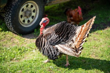Yeşil çimlerin üzerinde büyük hindi erkek. Horoz arka planda. Güneşli bir gün.