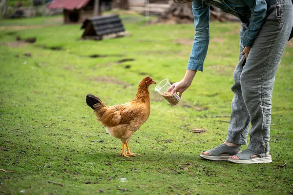 A girl feeding chicken with grain from a plastic cup on farm