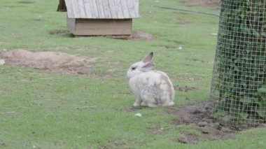 Bir karasal hayvan, küçük beyaz tavşan bir ağacın yanındaki çimlerin üzerinde oturuyor, çayırların zeminine karışıyor. Hassas özellikleri arasında bir burun ve kuyruk vardır.