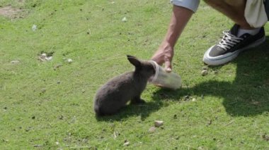 Bir insan çimenli bir tarlada şişeden küçük bir tavşanı elle besliyor. Tavşan, otları ve yer örtüsünü hevesle koklarken beslenme etkinliğinin tadını çıkarıyor.