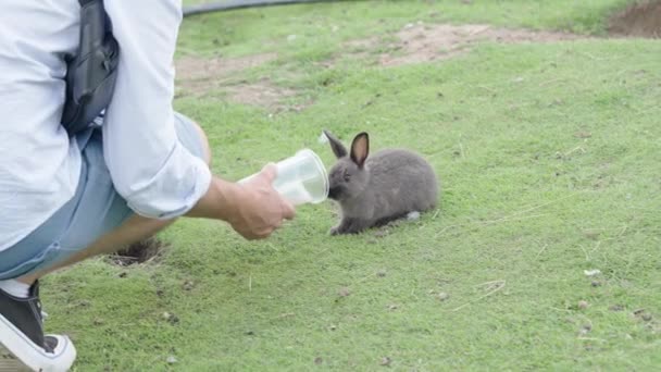 Bir Insan Çimenli Bir Tarlada Şişeden Küçük Bir Tavşanı Elle — Stok video