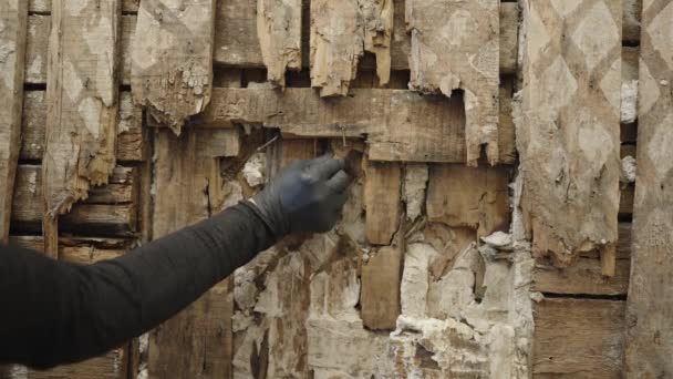 Stará Dřevěná Zeď Poškozená Termity Pohled Zblízka Prohnilá Zeď Skutečná — Stock video