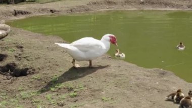 Ördeklerin, ördeklerin, ördeklerin ve göl ve göletin kenarında oynaşan kuğunun iç açıcı videosunun keyfini çıkarın. Bu sevimli su kuşlarının doğal ortamlarında etkileşimini izleyin.