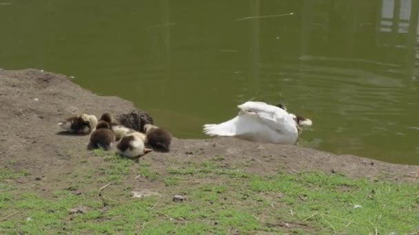 Enjoy Heartwarming Video Ducks Ducklings Swan Frolicking Lake Pond Watch — Stock Video