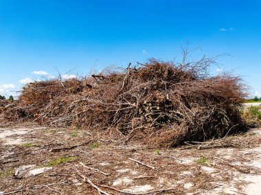 Büyük bir dal yığını parlak, berrak, mavi gökyüzüne karşı doğal atıkları ve enkazı sembolize ediyor.