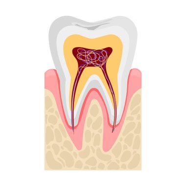 Enine kesitte insan dişi anatomisi. Sinirler ve kan damarları. Düz vektör çizimi beyaz arkaplanda izole edildi.