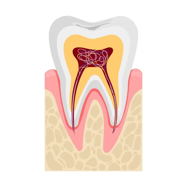 人的牙齿解剖在横断面上 神经和血管 白色背景上孤立的平面矢量图解 — 图库矢量图片