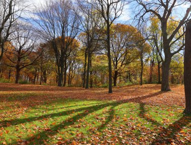 Kuzey Amerika sonbahar manzarası, Montreal, Quebec bölgesi, Kanada