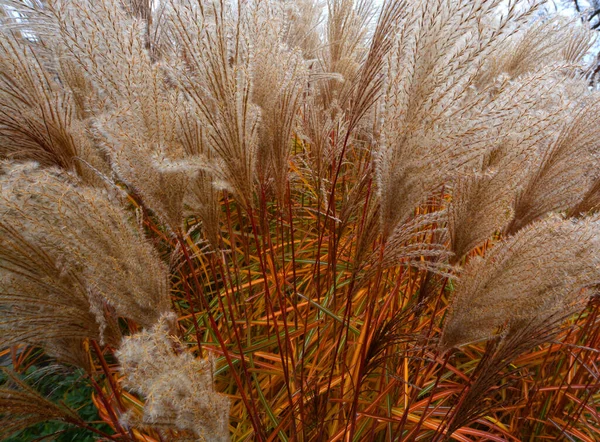 杨树科 Poaceae或Gramineae 是一个大型的 几乎无所不在的单子叶开花植物科 统称为草科 统称为草科 — 图库照片
