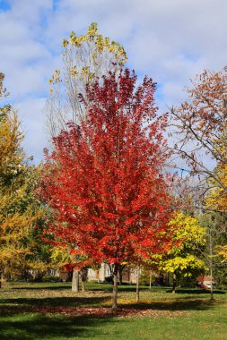 Kuzey Amerika, Kanada 'nın Quebec eyaletindeki Granby kasabalarından manzara ağaçlarını devirdi.