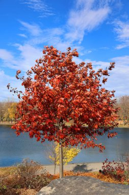 Montreal Quebec bölgesindeki sonbahar kırmızı meşe ağacı Kanada