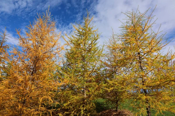 北美秋季景观枫树蒙特利尔魁北克省加拿大 — 图库照片