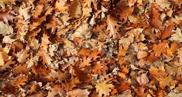 Goldene Rote Herbsteichenblätter Hintergrund Eichenzweig Mit Bunten Gelb Orange Braunen — Stockfoto