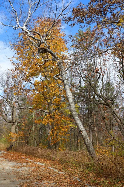 Kuzey Amerika sonbahar manzarası, Montreal, Quebec bölgesi, Kanada