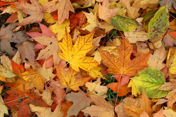 Goldener Roter Herbst Ahornblätter Hintergrund Eichenzweig Mit Bunten Gelb Orange — Stockfoto