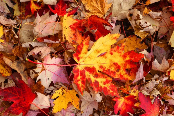 Goldener Roter Herbst Ahornblätter Hintergrund Ahornzweig Mit Bunten Gelb Orange — Stockfoto