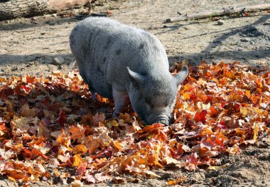 Sonbaharda Vietnamlı tencere göbekli Lon I soyu tükenmekte olan küçük evcil domuzların geleneksel Vietnamlı nesli için bir muafiyet adıdır. I harfi siyahtır ve kısa bacakları ve düşük göbeği vardır.