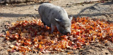 Sonbaharda Vietnamlı tencere göbekli Lon I soyu tükenmekte olan küçük evcil domuzların geleneksel Vietnamlı nesli için bir muafiyet adıdır. I harfi siyahtır ve kısa bacakları ve düşük göbeği vardır.