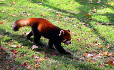 Yeşil güneşli çayırda yapraklı kırmızı panda.