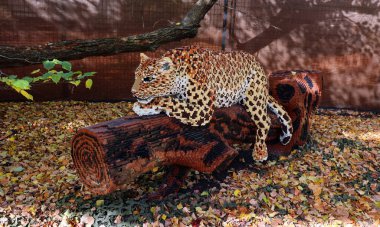 Granby QUEBEC CANADA - 10 19 2022: 30 'dan fazla LEGO tuğlasından oluşan dev yaratıklarla hayvanların süper güçlerindeki jaguar.