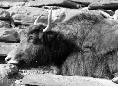 Hayvanat bahçesindeki Tibet öküzü Himalaya bölgesinde bulunan uzun saçlı bir bovid.