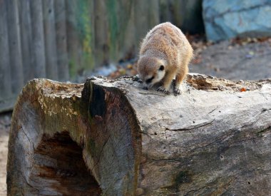 Mirket ya da suricate, Botsvana 'daki Kalahari Çölü, Namib Çölü, Namibya ve Angola' nın güneybatısında yaşayan firavun faresi ailesine ait küçük bir etobur türü.