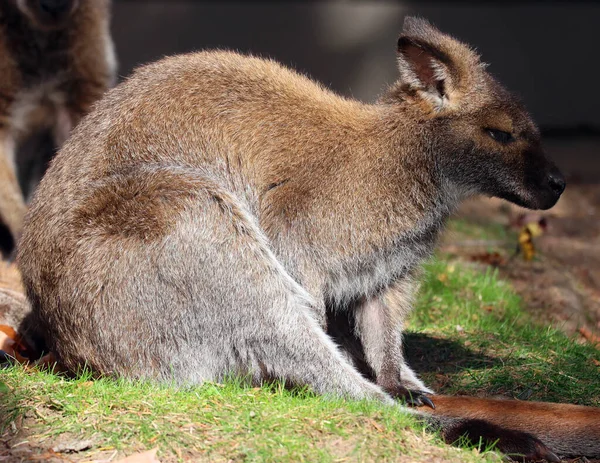 Een Wallaby Een Kleine Middelgrote Macropod Afkomstig Uit Australië Nieuw — Stockfoto
