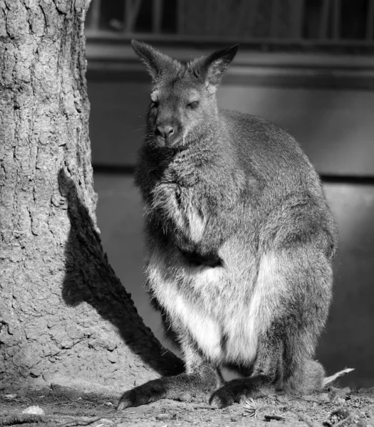 Wallaby Avustralya Yeni Gine Özgü Küçük Veya Orta Büyüklükte Bir — Stok fotoğraf