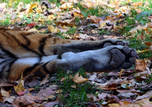 Łapy Tygrysa Panthera Tigris Największy Gatunek Kotów Jest Trzecim Wielkości — Zdjęcie stockowe