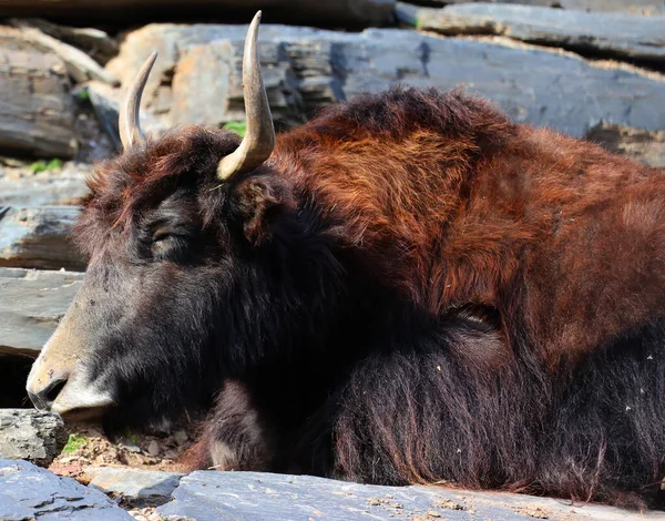 Hayvanat Bahçesindeki Tibet Öküzü Himalaya Bölgesinde Bulunan Uzun Saçlı Bir — Stok fotoğraf