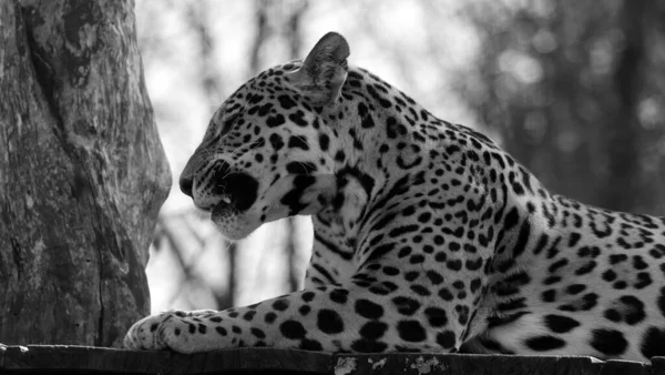 Jaguar Jest Kotem Kotem Rodzaju Panthera Jedynym Istniejącym Gatunkiem Panthera — Zdjęcie stockowe