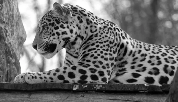 Jaguar Jest Kotem Kotem Rodzaju Panthera Jedynym Istniejącym Gatunkiem Panthera — Zdjęcie stockowe