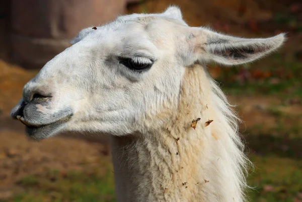 Lama Lama Glama Camelide Sudamericano Ampiamente Usato Come Animale Carne — Foto Stock