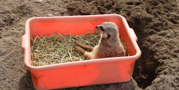 stock image The meerkat or suricate is a small carnivoran belonging to the mongoose family live in Kalahari Desert in Botswana, the Namib Desert, Namibia and southwestern Angola, and in South Africa