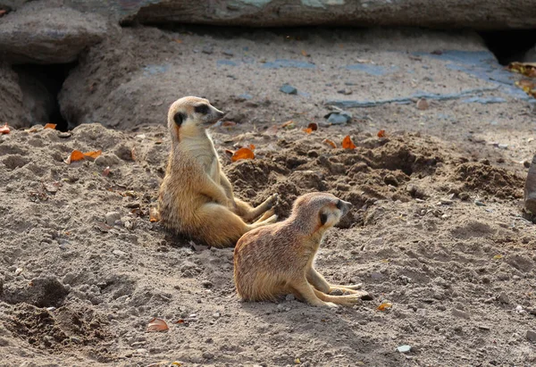 Den Meerkat Eller Surikat Liten Carnivoran Som Tillhör Mongoose Familjen — Stockfoto
