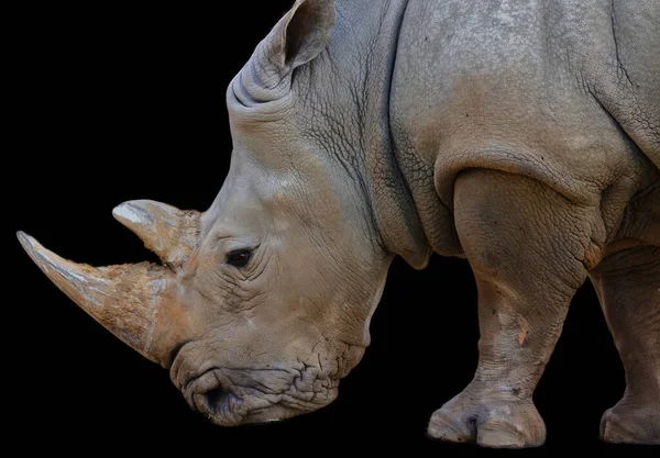 Outono Rinoceronte Branco Rinoceronte Quadrado Maior Espécie Rinoceronte Existente Tem — Fotografia de Stock